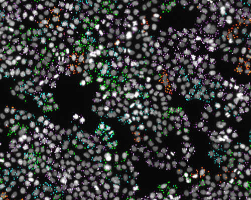 In situ sequencing identifies the gene knockout in each cell of a pooled CRISPR library. Fluorescence microscopy records both cellular phenotypes and sequencing data (cell nuclei are depicted in gray and the nucleotide bases are green = guanine, red = thymine, magenta = adenine and cyan = cytosine). 