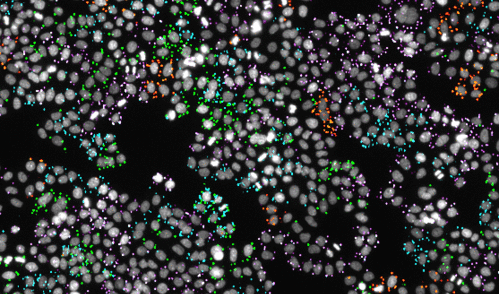 In situ sequencing identifies the gene knockout in each cell of a pooled CRISPR library. Fluorescence microscopy records both cellular phenotypes and sequencing data (cell nuclei are depicted in gray and the nucleotide bases are green = guanine, red = thymine, magenta = adenine and cyan = cytosine). 