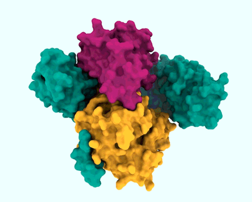 The SHOC2-MRAS-PP1C complex is made up of three proteins that regulate the RAS signaling pathway and help cancer cells with RAS mutations survive.