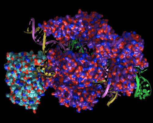 Cryo-EM structure of an adenine base editor bound to a guide RNA and a target piece of DNA.