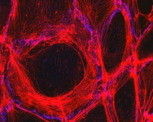 Endothelial cells from blood vessels, stained red and blue in a flourescent microscope image.