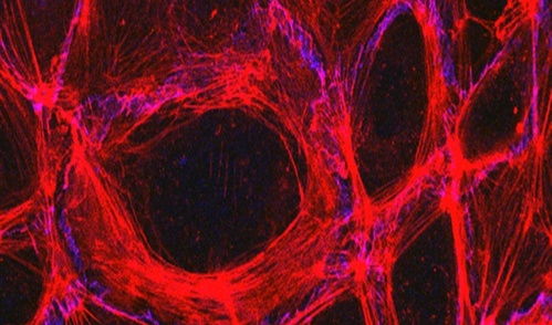 Endothelial cells from blood vessels, stained red and blue in a flourescent microscope image.