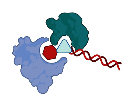 A graphical illustration of proteins and small molecules interacting, showing a larger protein in purple and a smaller one in dark green bound to a red hexagon and a light blue triangle element, with a short red double helix attached.