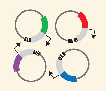An illustration of four circular diagrams representing plasmids, each with colored segments indicating different pieces of regulatory DNA. 
