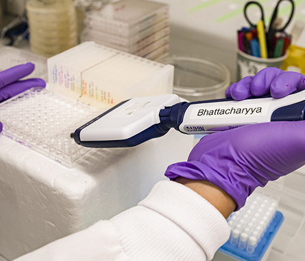 Hands wearing purple lab gloves use a multi-pipettor to transfer liquids into a multi-well plate.