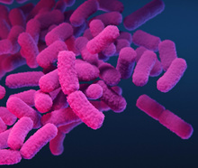 Carbapenem-resistant Enterobacteriaceae bacteria