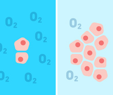 Frataxin-depleted cells grow poorly in atmospheric levels of oxygen, but thrive in low-oxygen levels, or hypoxia