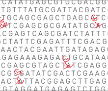 <i>Image courtesy of Susanna M. Hamilton, Broad Communications</i>