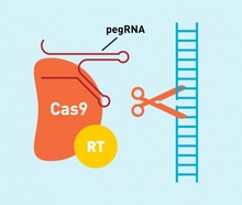 Susanna Hamilton, Broad Communications