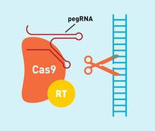 Susanna M. Hamilton, Broad Institute Communications