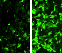 Left: CRISPR-Cas9 enzymes knock out the gene that makes the cells green. Right: Small-molecule inhibitors block the CRISPR-Cas9 enzyme action, preventing gene knockout and keeping the cells green.