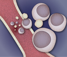 Lauren Solomon, Broad Communications