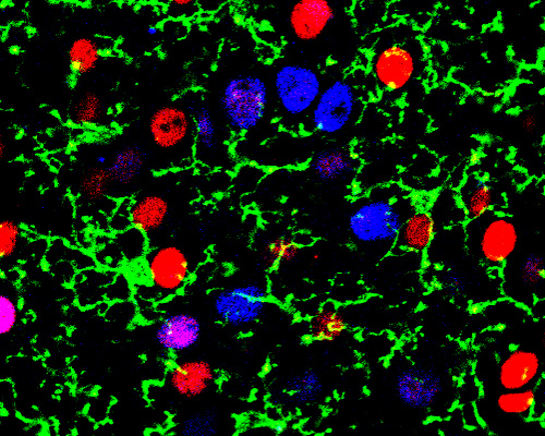 Microglia (green) in a sea of different excitatory neuron types (red and blue).
