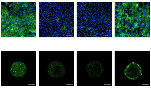 A set of fluorescent microscopy images depicting green and blue cells, showing the effects of inhibiting CRISPR-Cas9 using anti-CRISPR proteins delivered with LFN-Acr/PA.