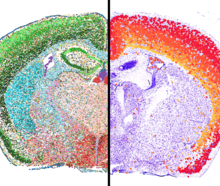 Two detailed maps of the mouse brain created with spatial transcriptomic methods.