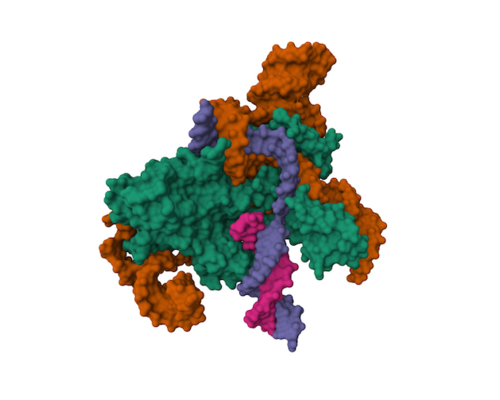 An illustration depicting the crystal structure of the protein IscB, shown in green, bound to target DNA, shown in purple and pink, and a guide RNA, shown in orange. 