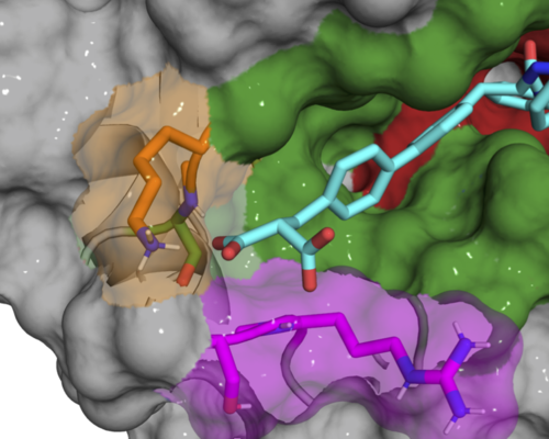 X-ray co-crystal structure of B52 compound (cyan) binding and inhibiting Cyclophilin D protein