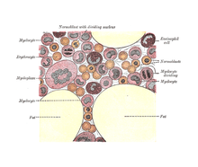 Illustration of blood cells in the bone marrow. (Credit: <a href=illus72.html target="_blank">Gray's "Anatomy of the Human Body," 1918</a>