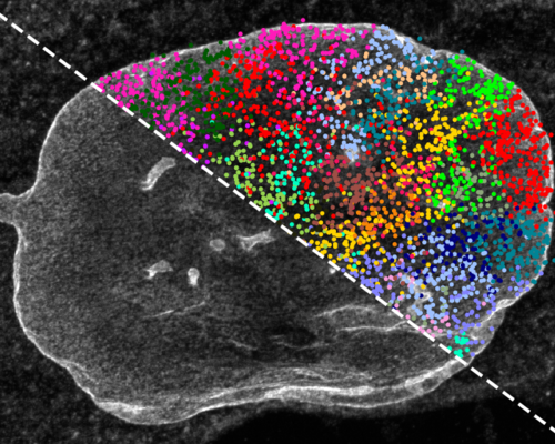 Colored dots are overlaid with a greyscale microscopy image.