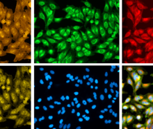 Human cells imaged using Cell Painting are treated with fluorescent dyes that mark different cellular components, including the nucleus, nucleoli, cytoplasmic RNA, Golgi, endoplasmic reticulum, mitochondria, actin cytoskeleton, and plasma membrane.