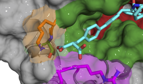 X-ray co-crystal structure of B52 compound (cyan) binding and inhibiting Cyclophilin D protein