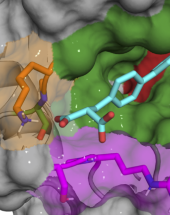 X-ray co-crystal structure of B52 compound (cyan) binding and inhibiting Cyclophilin D protein