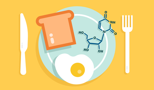 A plate showing food (a slice of bread and an egg) and a uridine molecule.