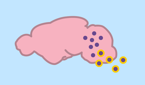 Graphic showing particles delivering cargo to a mouse brain
