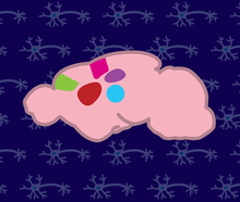 Illustration showing a mouse brain with different regions highlighted in different colors