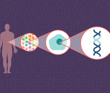 Susanna M. Hamilton, Broad Communications