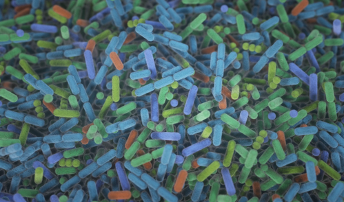 An illustration of gut bacteria, showing a dense cluster of rod-shaped microbes in various bright colors, including blue, green, orange, and purple. The bacteria are depicted in a stylized, almost three-dimensional manner, highlighting their diverse shapes and structures against a dark background.