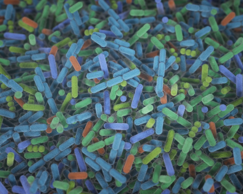 An illustration of gut bacteria, showing a dense cluster of rod-shaped microbes in various bright colors, including blue, green, orange, and purple. The bacteria are depicted in a stylized, almost three-dimensional manner, highlighting their diverse shapes and structures against a dark background.