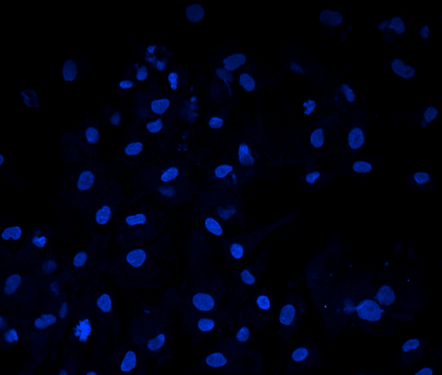 Nuclei (blue)
