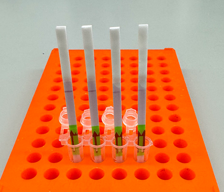 Four paper strips inside small tubes held by an orange rack.