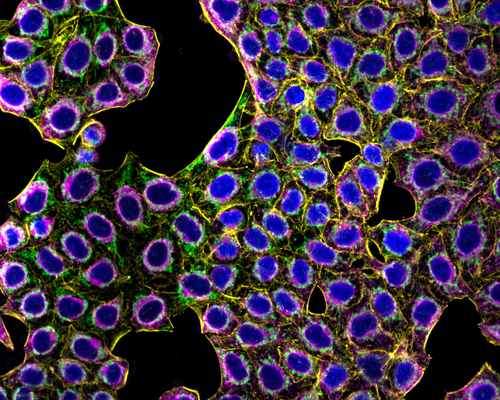 a multi-colored fluorescence image of cells