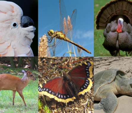 Six animals found to harbor new enterococcal species