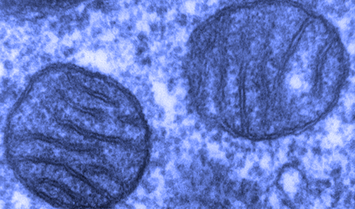 Transmission electron microscope image of a mitochondria.