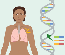 A graphic showing lungs inside a person with cystic fibrosis, and a double helix of DNA showing a three base pair correction.