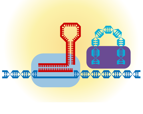A graphic displaying the evoCAST complex editing DNA.