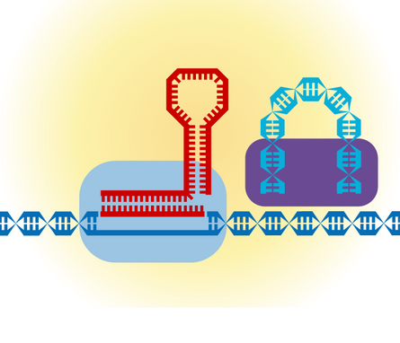 A graphic displaying the evoCAST complex editing DNA.