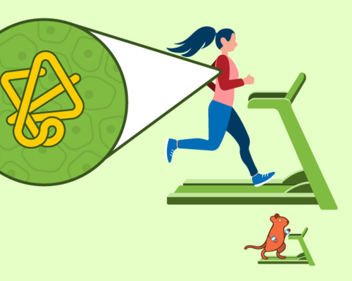 Graphic showing a person and rat running on treadmills; an inset shows a protein in the person's arm.