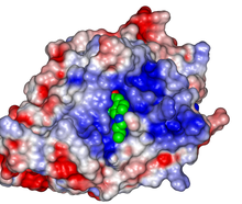 Protein diagram showing the new small molecule inhibitor nestled inside the PTPN2 protein.