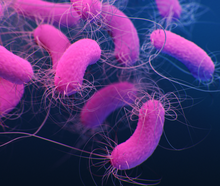 illustration showing pink bacteria on a blue background