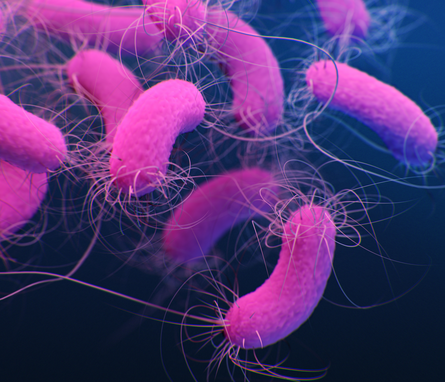 illustration showing pink bacteria on a blue background