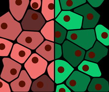 Lauren Solomon, Broad Communications