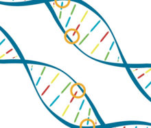 Pair of DNA helices with circles indicating genetic variants