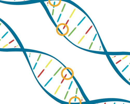 Pair of DNA helices with circles indicating genetic variants