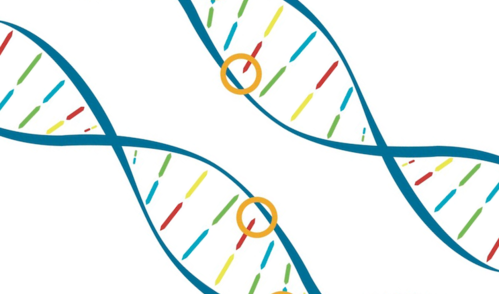 Pair of DNA helices with circles indicating genetic variants
